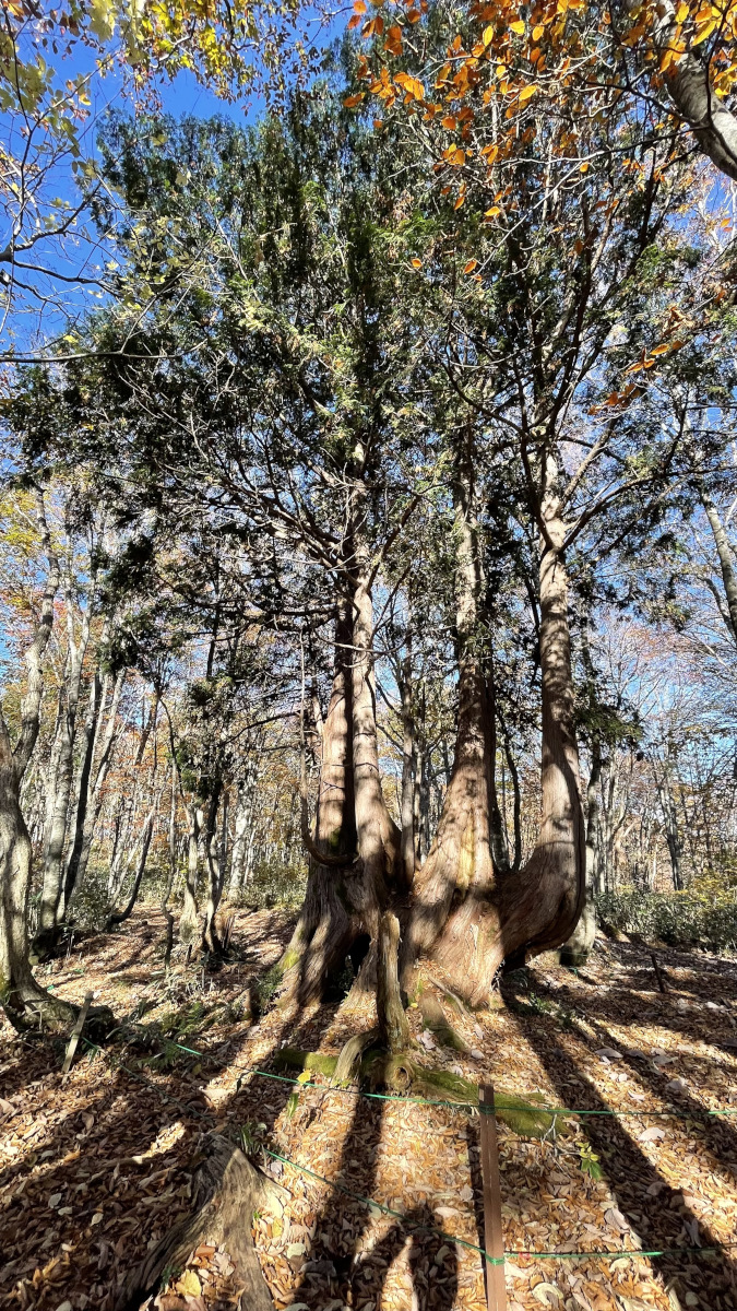 gallery-fall-0.jpg
