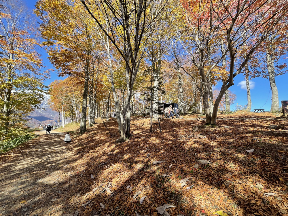 gallery-fall-10.jpg