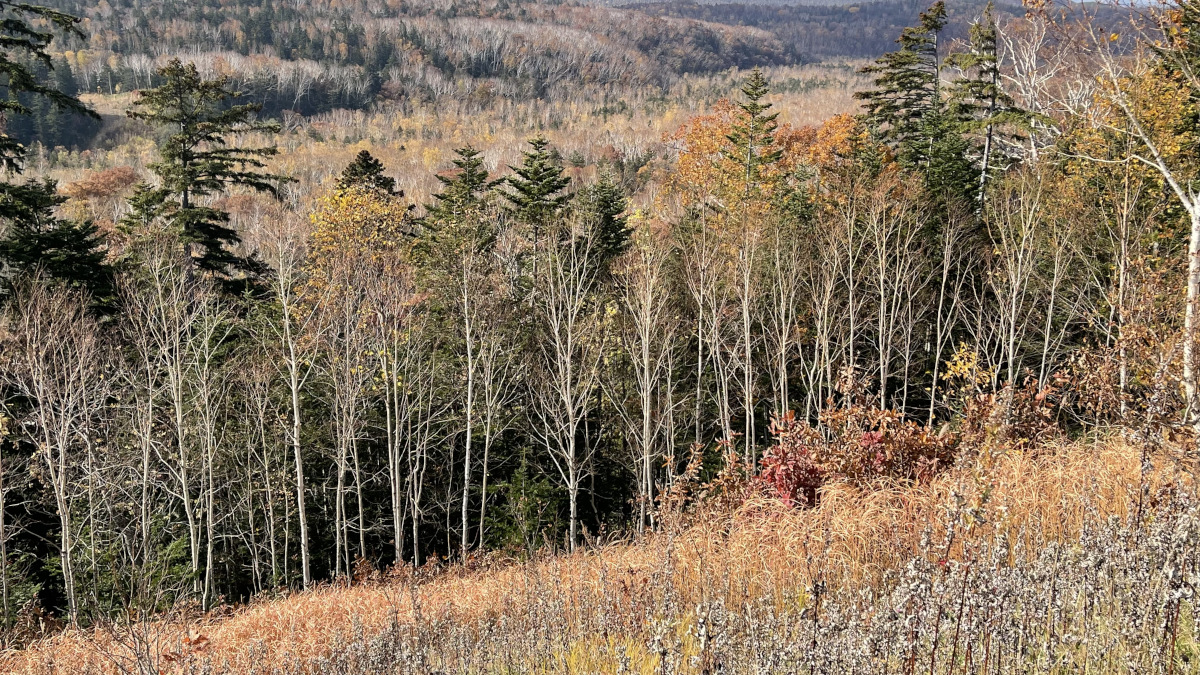 gallery-fall-5.jpg