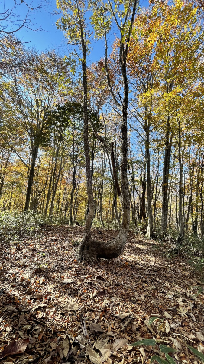 gallery-fall-6.jpg