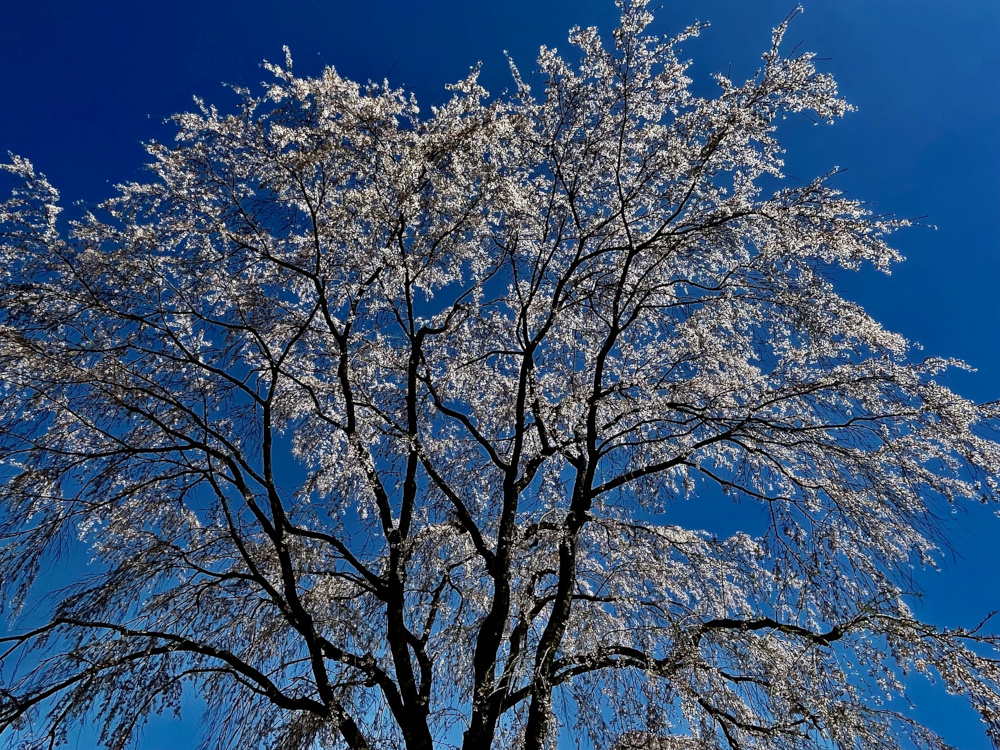 gallery-spr-11.jpg